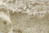 Polished Cambrian Sponge (Archaeocyatha) Fossil - Russia #363036-1